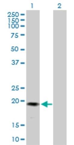 Anti-GREM2 antibody produced in mouse