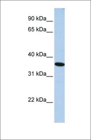 Anti-GTF2A1 antibody produced in rabbit