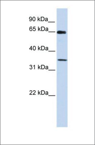 Anti-GTF2B (ab1) antibody produced in rabbit