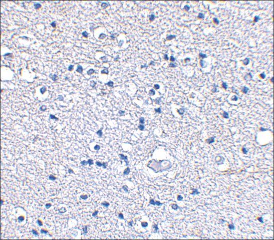 Anti-Grik4 (ab2) antibody produced in rabbit