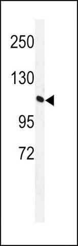 ANTI-GTD2A (C-TERM) antibody produced in rabbit