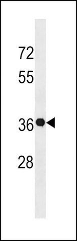 ANTI-GSX2 (C-TERM) antibody produced in rabbit