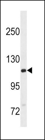 ANTI-GTF2IRD2B (C-TERM) antibody produced in rabbit