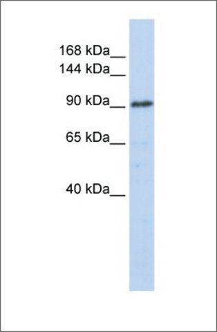 Anti-GTF3C3 antibody produced in rabbit