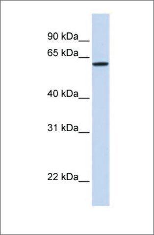 Anti-DGCR2 antibody produced in rabbit