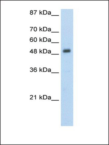 Anti-DES antibody produced in rabbit