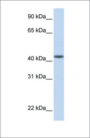 Anti-DENND1B (ab1) antibody produced in rabbit