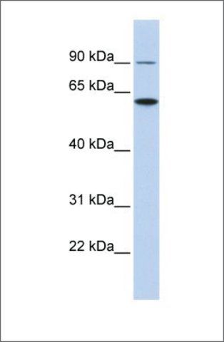 Anti-DKFZP564J0863 (ab2) antibody produced in rabbit