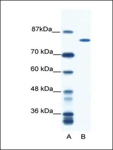 Anti-DHX16 antibody produced in rabbit