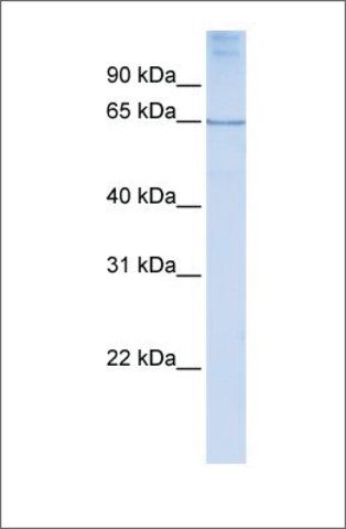 Anti-DLX4 (ab2) antibody produced in rabbit