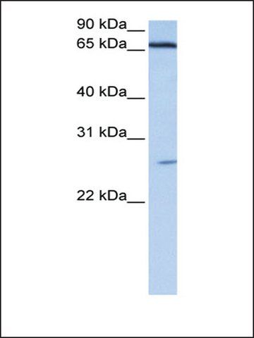 Anti-DKFZP686E2433 (AB2) antibody produced in rabbit