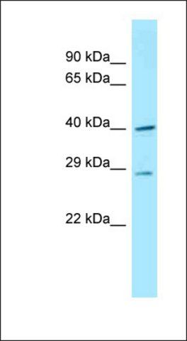 Anti-DNAJC11 antibody produced in rabbit