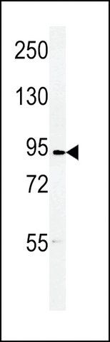 ANTI-DLG7 (CENTER) antibody produced in rabbit