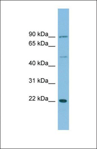 Anti-DNAJC12 antibody produced in rabbit