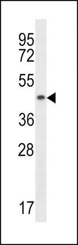 ANTI-DNAJA3 (N-TERM) antibody produced in rabbit