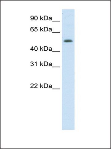 Anti-DIDO1 (AB2) antibody produced in rabbit