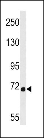 ANTI-DMWD(C-TERMINAL) antibody produced in rabbit