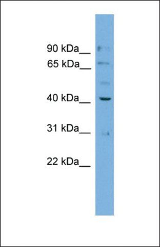 Anti-DNAJB12, (N-terminal) antibody produced in rabbit