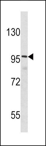 ANTI-DLGAP1 (N-TERM) antibody produced in rabbit