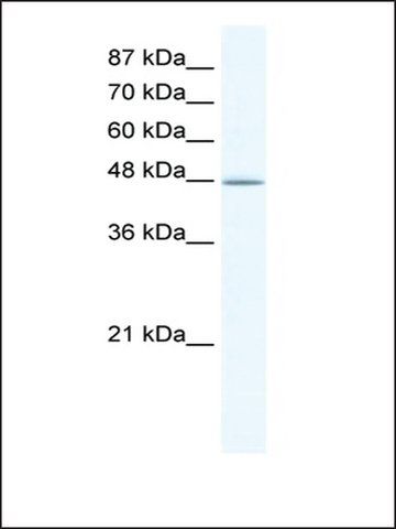 Anti-DMAP1 (AB1) antibody produced in rabbit