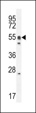 ANTI-DMRTA1 (C-TERM) antibody produced in rabbit