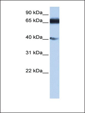 Anti-DKFZP686E2433 (AB1) antibody produced in rabbit