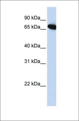 Anti-DLX4 (ab3) antibody produced in rabbit