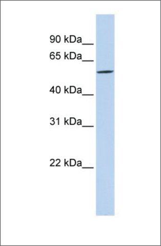 Anti-DIRC2 antibody produced in rabbit