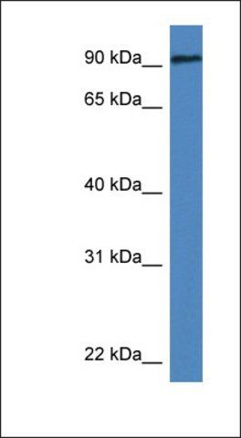 Anti-DLG3 antibody produced in rabbit