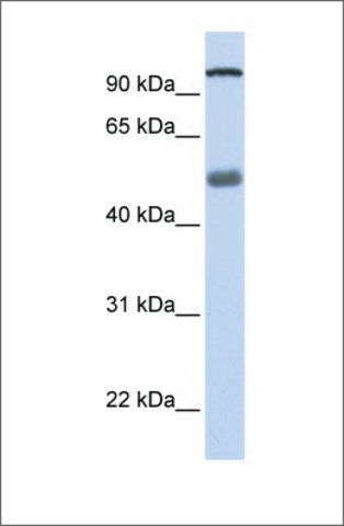 Anti-DHX32 antibody produced in rabbit