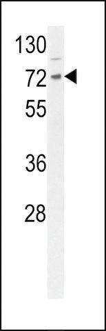 ANTI-DNAJC2 (CENTER) antibody produced in rabbit