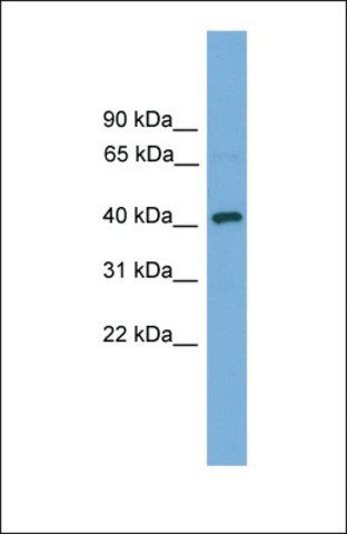 Anti-DNAJB12, (N-terminal) antibody produced in rabbit