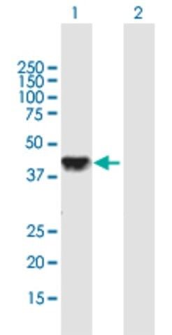 Anti-DLK2 antibody produced in mouse