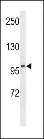 ANTI-DMGDH(C-TERMINAL) antibody produced in rabbit