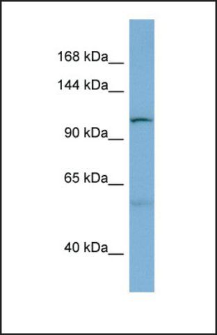 Anti-DNAJC10, (N-terminal) antibody produced in rabbit