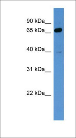 Anti-DNAJA1 antibody produced in rabbit