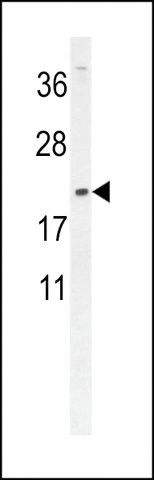 ANTI-DMRTC1(N-TERMINAL) antibody produced in rabbit