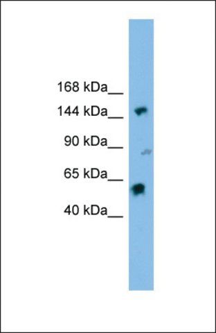 Anti-DHX8, (N-terminal) antibody produced in rabbit