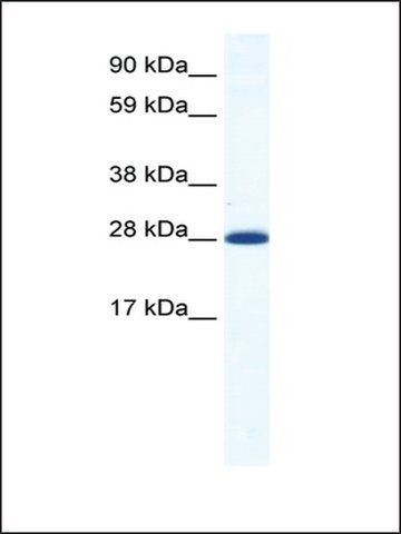 Anti-DLX4 antibody produced in rabbit