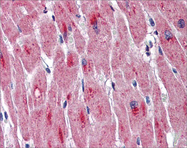 Anti-DMPK antibody produced in rabbit