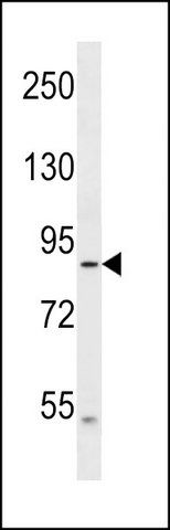 ANTI-DNAH2 (N-TERM) antibody produced in rabbit