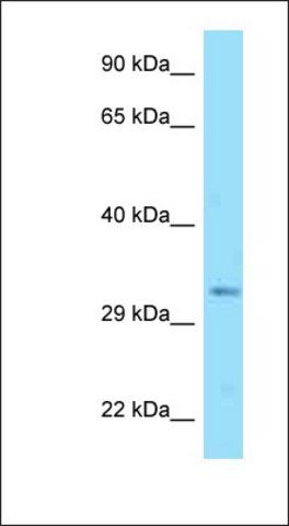 Anti-DNAJC25 antibody produced in rabbit