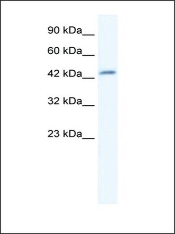 Anti-DMRTB1 (AB1) antibody produced in rabbit