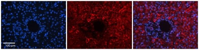 Anti-DNAJB12 antibody produced in rabbit