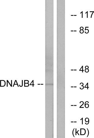 Anti-DNAJB4 antibody produced in rabbit