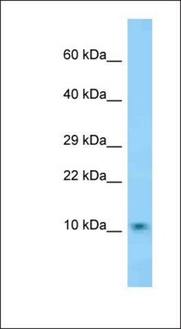 Anti-DNAJC19 antibody produced in rabbit