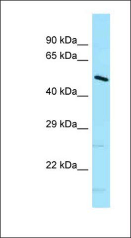 Anti-DNAJC21 antibody produced in rabbit