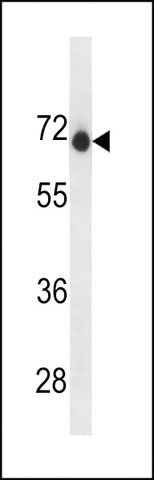 ANTI-ENDOD1 (CENTER) antibody produced in rabbit