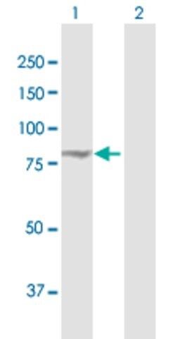 Anti-EXOC3 antibody produced in rabbit