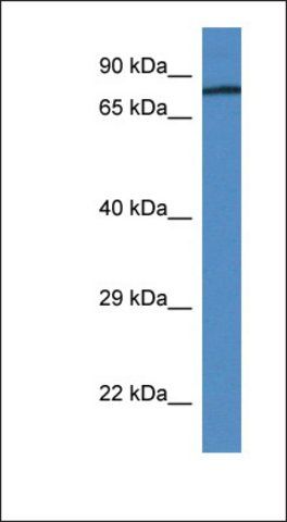 Anti-F2 antibody produced in rabbit